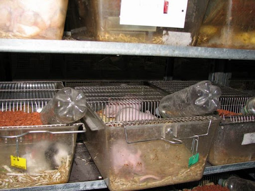 Pets at home animals (do they live long)?