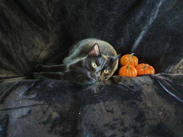 should we get a cat?