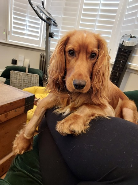 Toughest puppy stage?