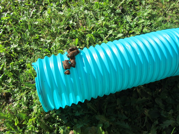 Weird garden animal - what is it?