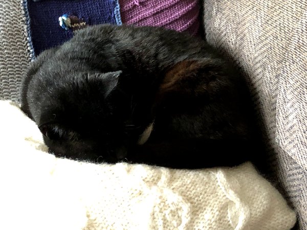 Show me your black cats!