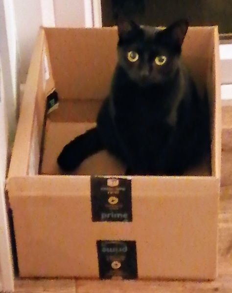 Lucky black cat appreciation thread