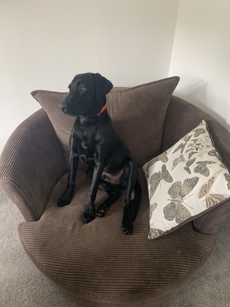 Happy black dog day!