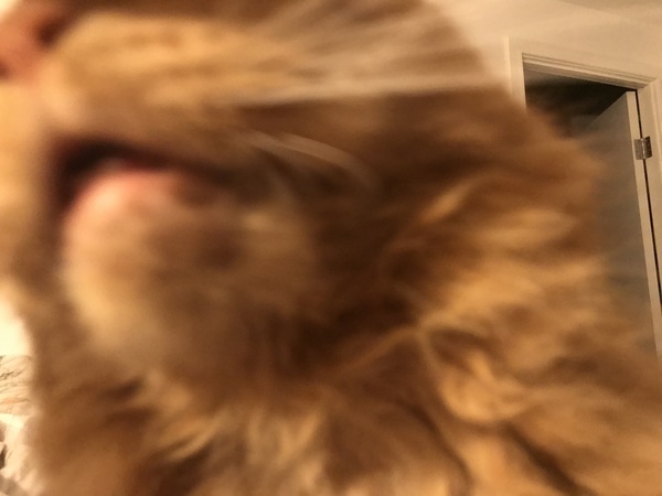Chez Ollie - "Give me your tired, your paw, your purring masses..." - All welcome