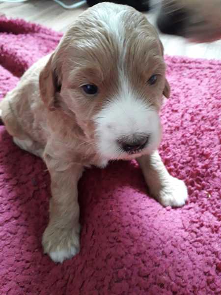 Help me get ready for my little boy