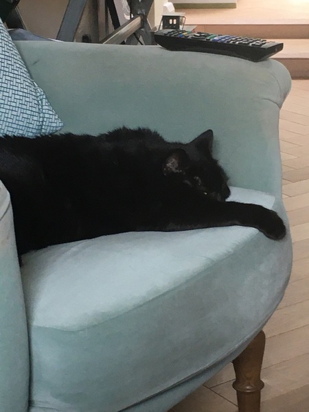 What have you done to annoy your cat today?
