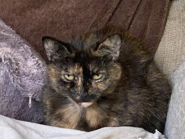 What have you done to annoy your cat today?