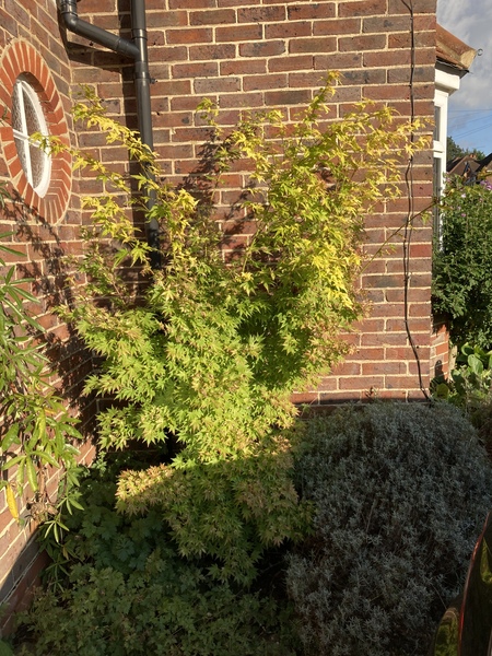 What do I do with this misshapen acer?