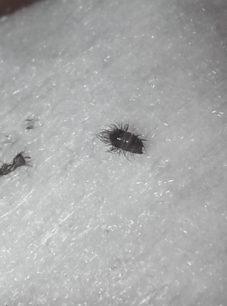 What is this bug?
