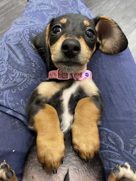 Who fancies a lovely thread filled with dogs?