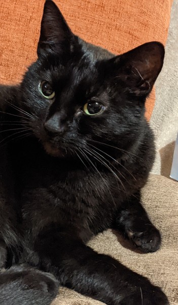 Lucky black cat appreciation thread