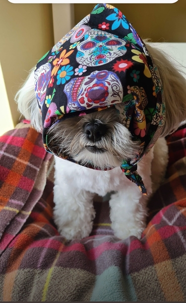 Who fancies a lovely thread filled with dogs?