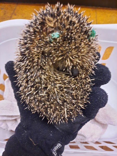 How do you catch a hedgehog?