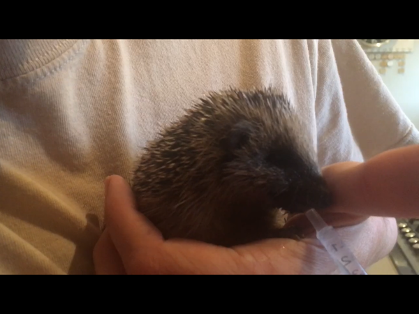 How do you catch a hedgehog?