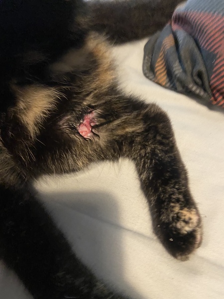 Ive just spent £950 on the vets, come give me practical advice on confining my cat and giving it meds while I recover from the heart failure