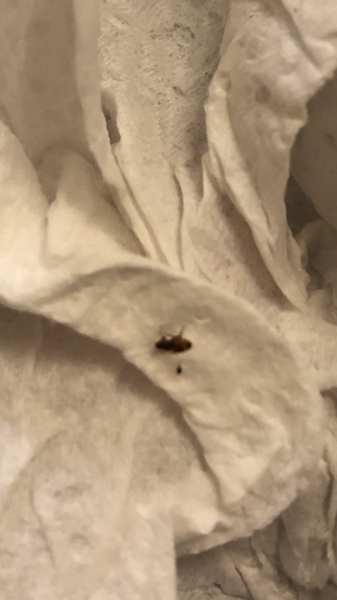 What is this? Picture. Flea?