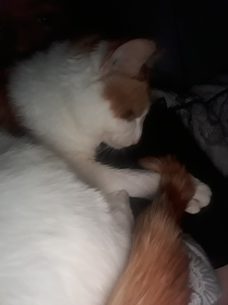 Help!  I'm trapped under a cat