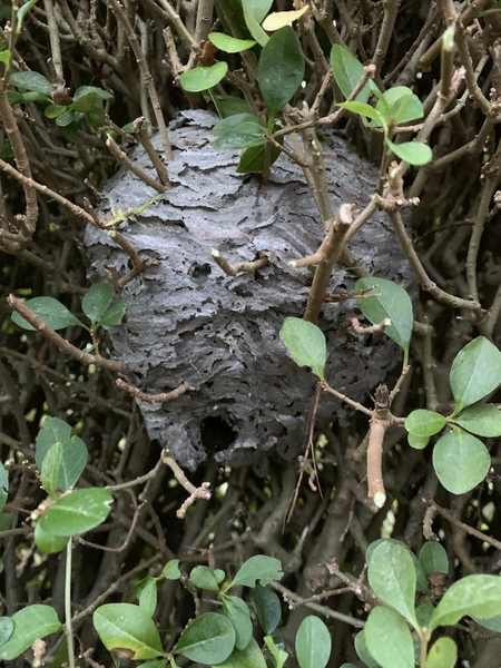 Does anybody know what type of nest this is?