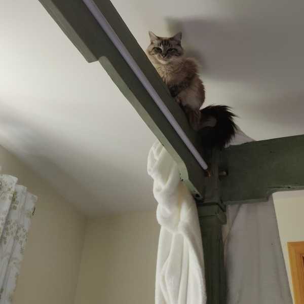 What's your DCat up to today? (Thread 9)
