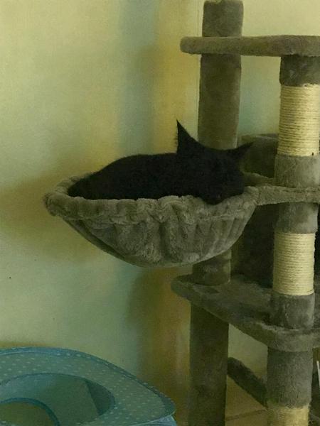 Show me your black cats!