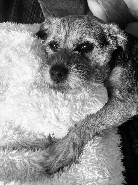 Border terriers