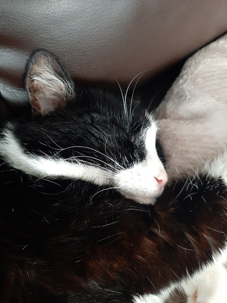 Is it time for euthanasia? :(