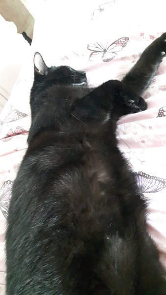 Lucky black cat appreciation thread