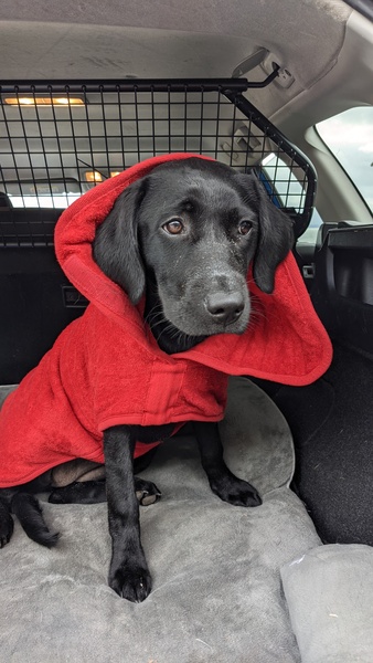 Puppy survival thread. Cold nights in the garden ... yeah...no