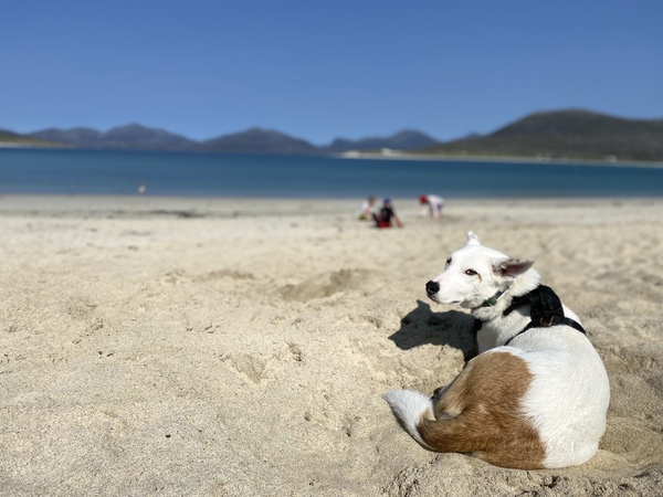 Who fancies a lovely thread filled with dogs?