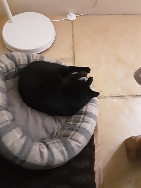 What have you done to annoy your cat today?