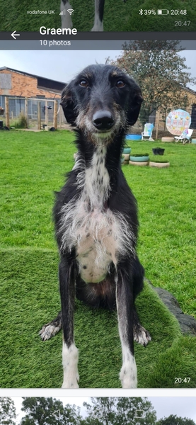 Greyhound menu ideas please
