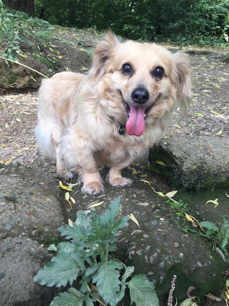 Who fancies a lovely thread filled with dogs?
