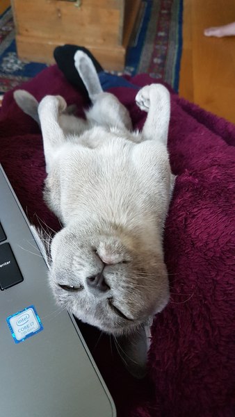 Help!  I'm trapped under a cat