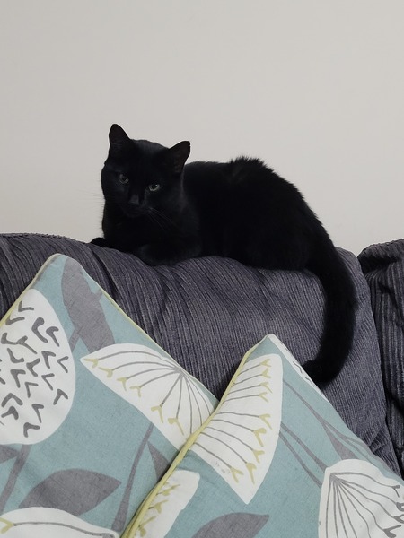 What have you done to annoy your cat today?