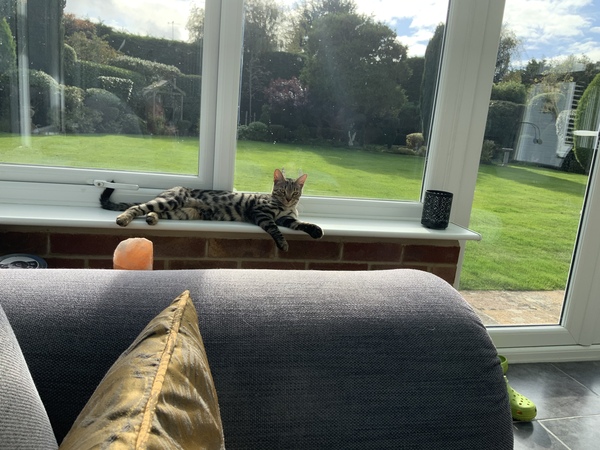 Chew toy for half Bengal