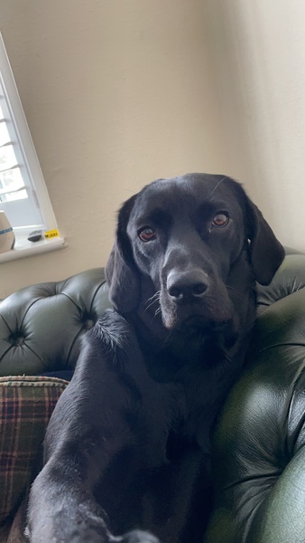 Who fancies a lovely thread filled with dogs?