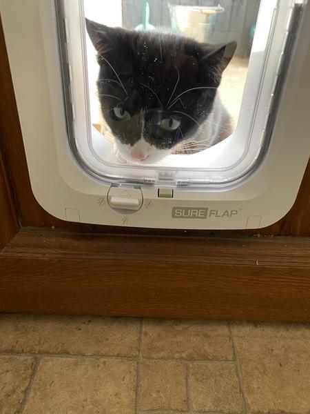 Should we get another kitten?