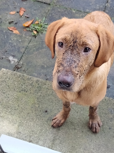Puppy survival thread. Oct/Nov fireworks!
