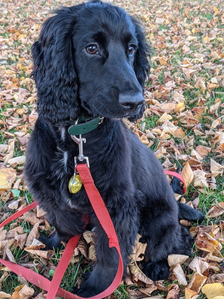 Puppy survival thread. Cold nights in the garden ... yeah...no