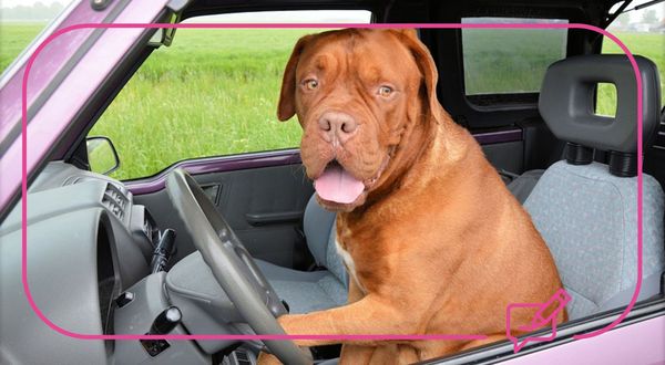 To take a pet to a non-pet holiday cottage if it will not go on to the premises?