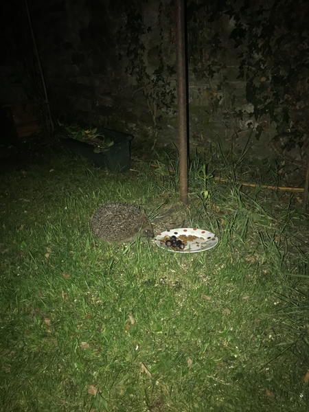How do you catch a hedgehog?