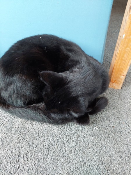Do your black cats wear collars?