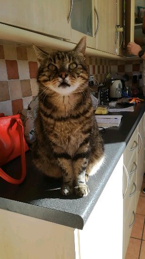 What have you done to annoy your cat today?
