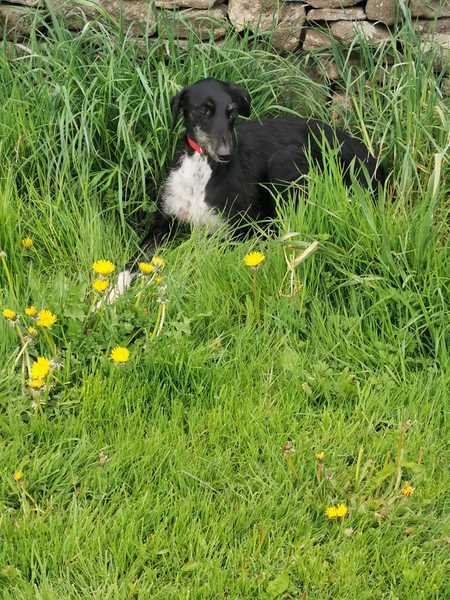 Happy black dog day!