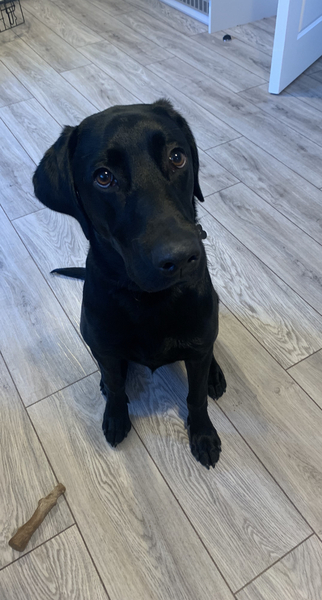 Who fancies a lovely thread filled with dogs?