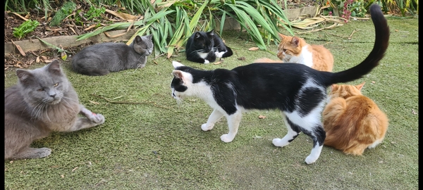 To wonder where the hell the cat has been