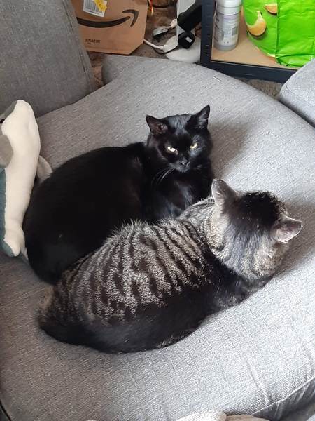 Brexit Megathread - Part 2 because it's not over by a long shot