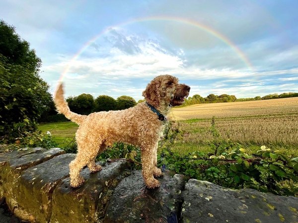 Who fancies a lovely thread filled with dogs?