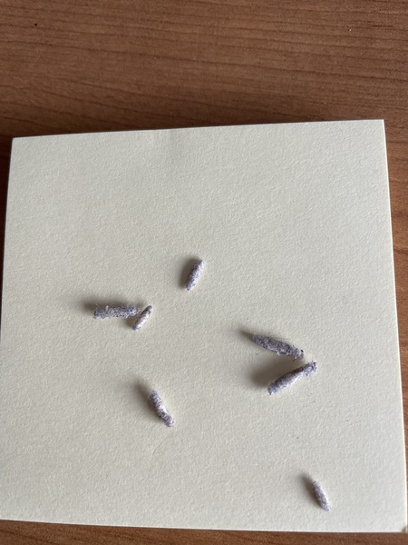 AIBU turn my house down. Found strange larvae