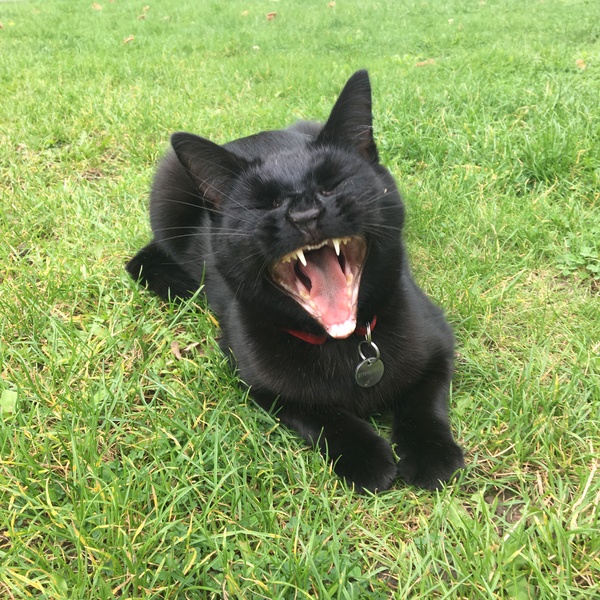 Lucky black cat appreciation thread